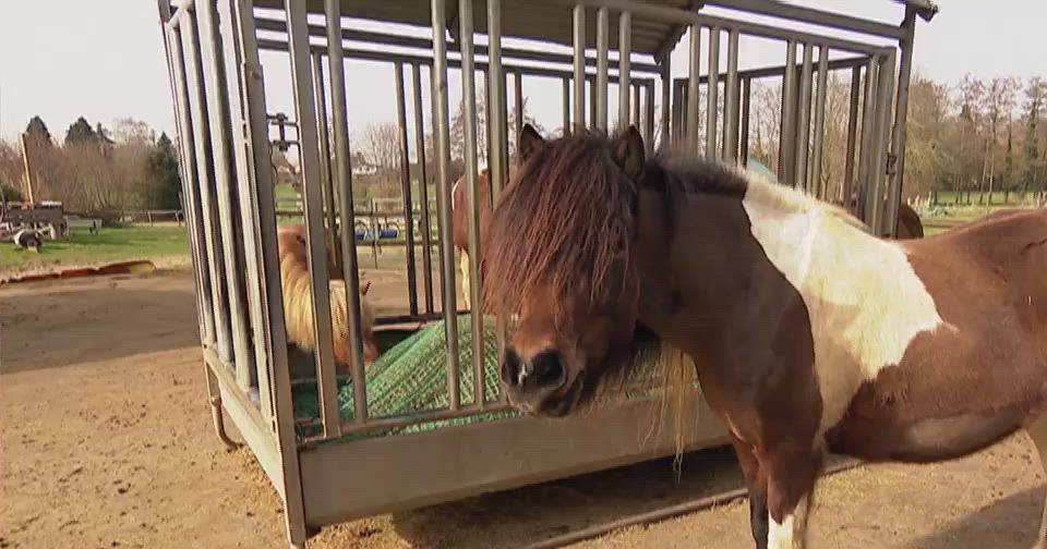 A história de uma burra que fugiu com 700 ovelhas