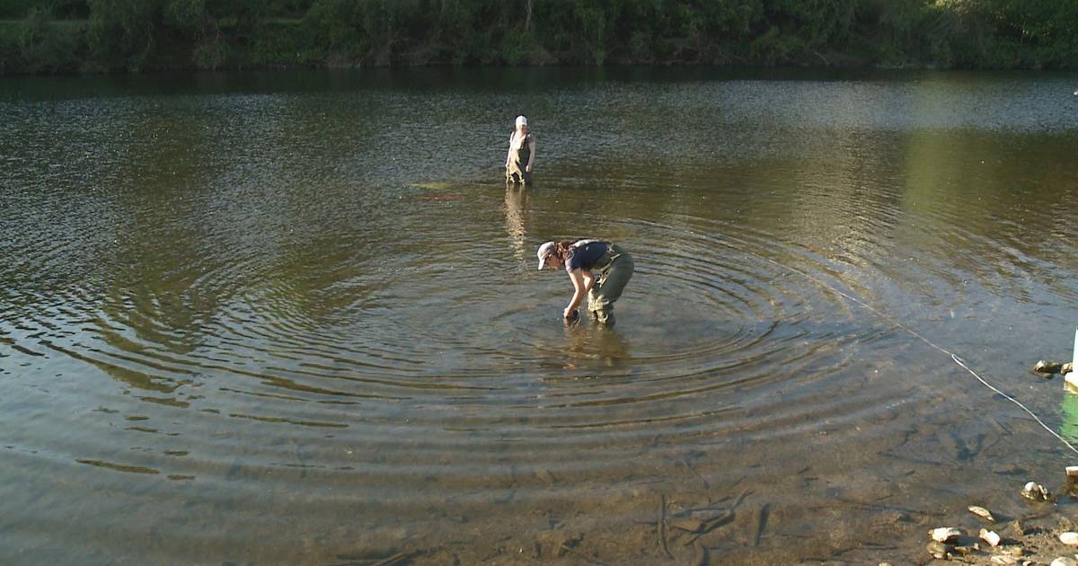 Lampreia em risco no Mondego: operação liberta dezenas da espécie para reforçar reprodução