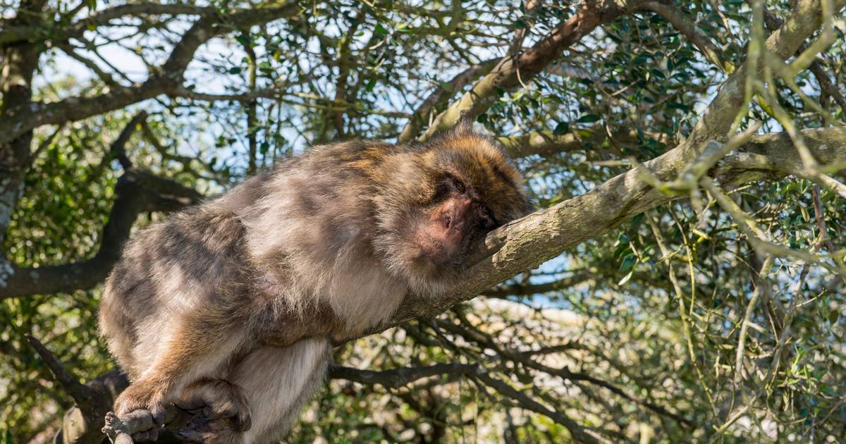 Macacos aprendem a comer terra para aliviar efeitos da comida dos turistas