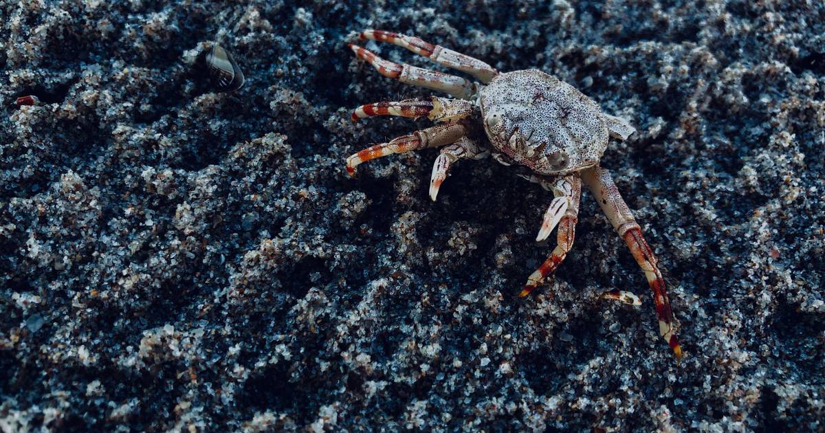 Porque é que os caranguejos andam de lado? A ciência tem a resposta