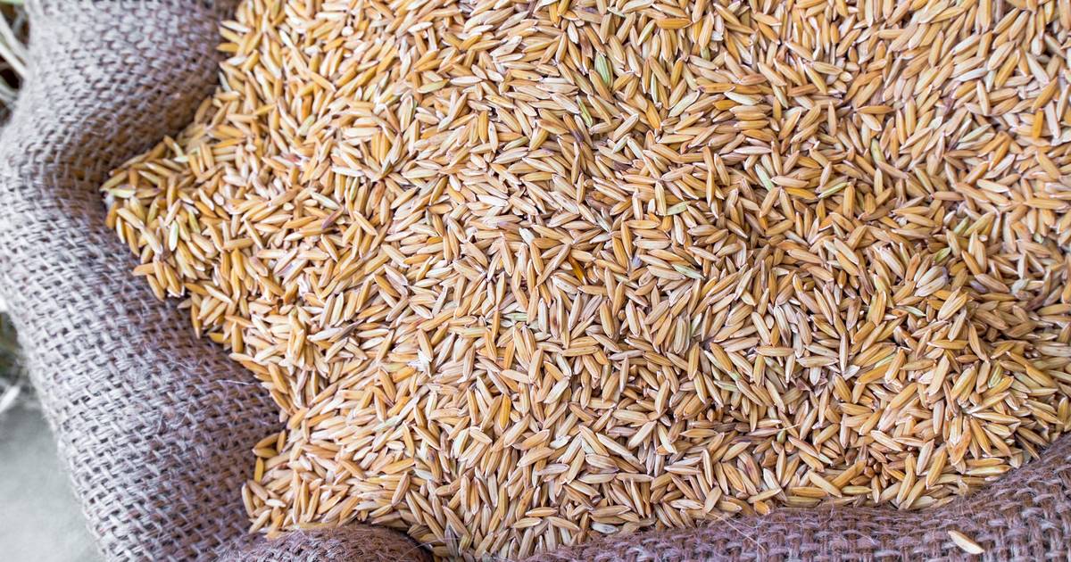 Estudo revela que plantas sentem o som da chuva e germinam mais rápido