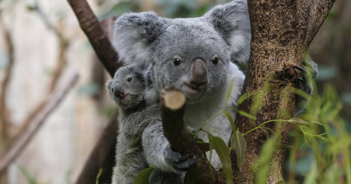 Primeiro coala nasce em zoo da Florida e reforça esperança para espécie ameaçada