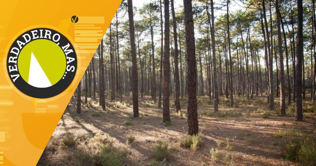 Quem não limpar terrenos e não pagar multa arrisca perdê-los para o Estado? A SIC Verifica
