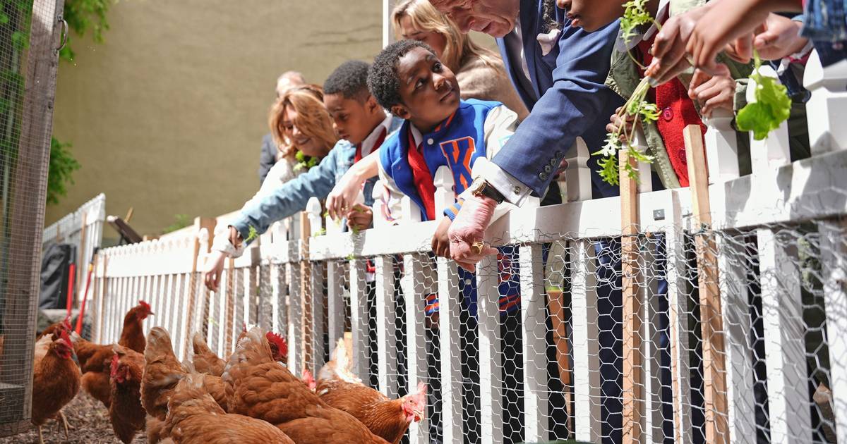 Rei Carlos III encerra visita aos Estados Unidos a alimentar galinhas