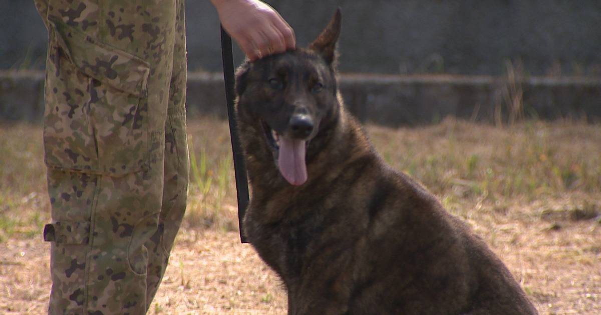 Quer ter um cão-herói em casa? Projeto ajuda PSP e Exército a encontrar famílias para cães reformados