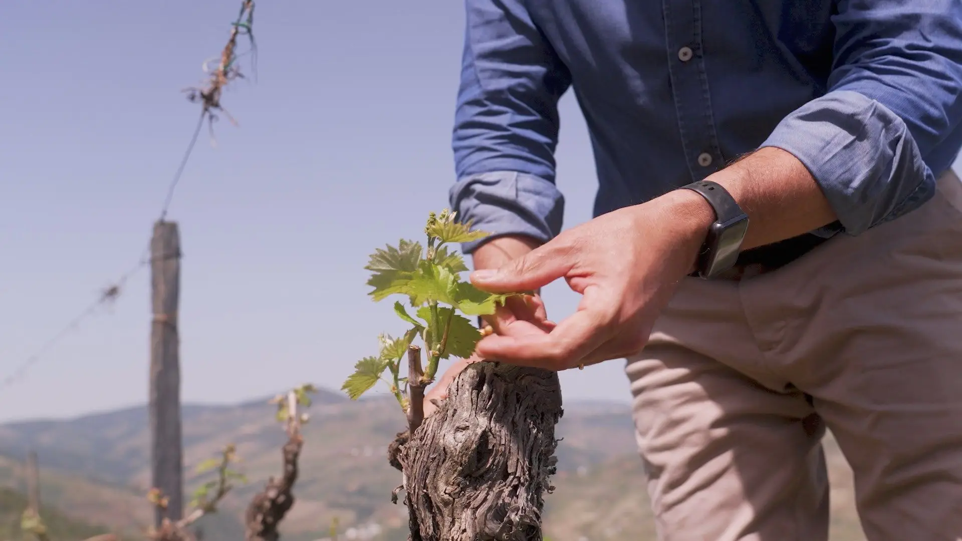 "Um País de Castas": como Portugal está a revolucionar a produção de vinho