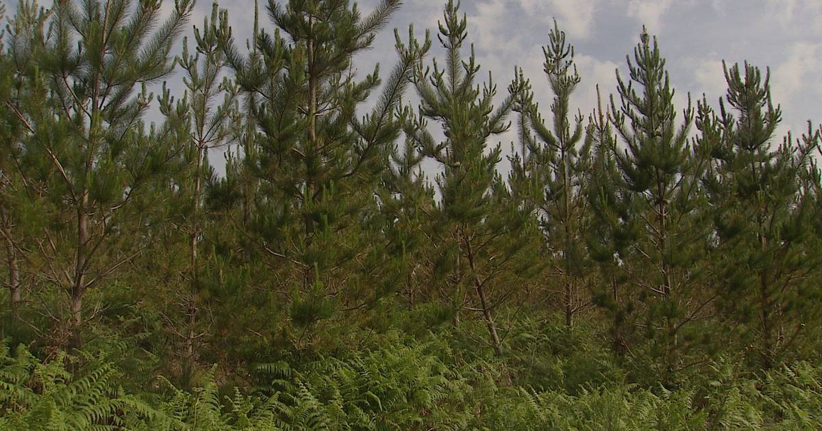 Famílias de pinheiros: está no terreno um estudo para adaptar espécies a cada região