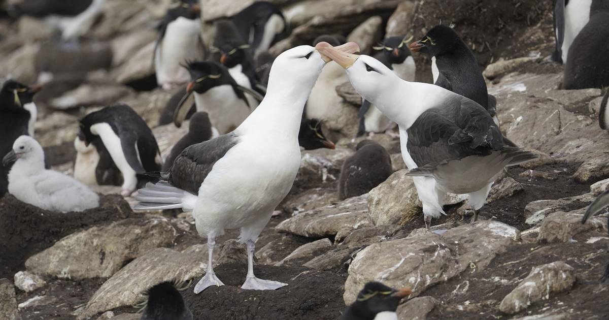Estudo identifica microplásticos e compostos químicos em aves marinhas subantárticas