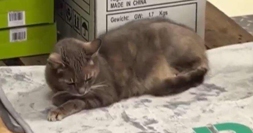 Lotti, a gata que já faz parte da equipa numa loja de bricolage alemã