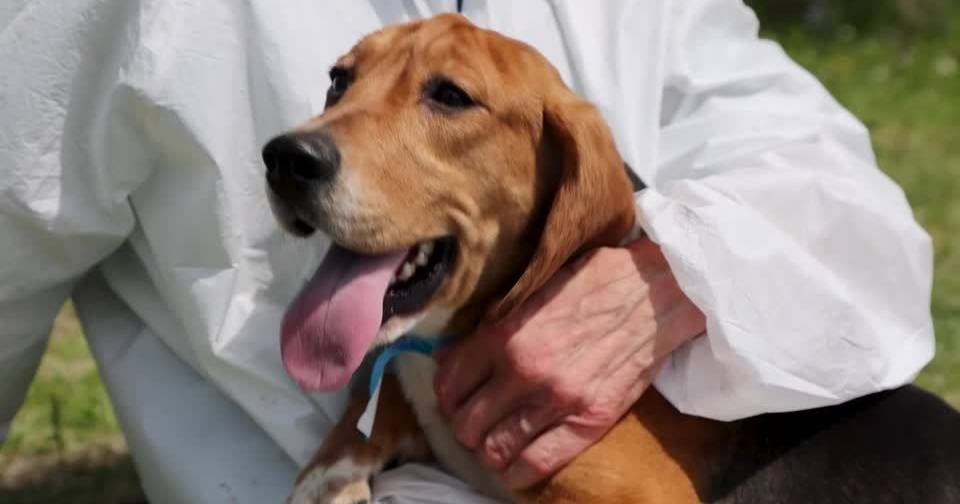 Mais de mil cães da raça beagle encontram uma nova oportunidade de vida