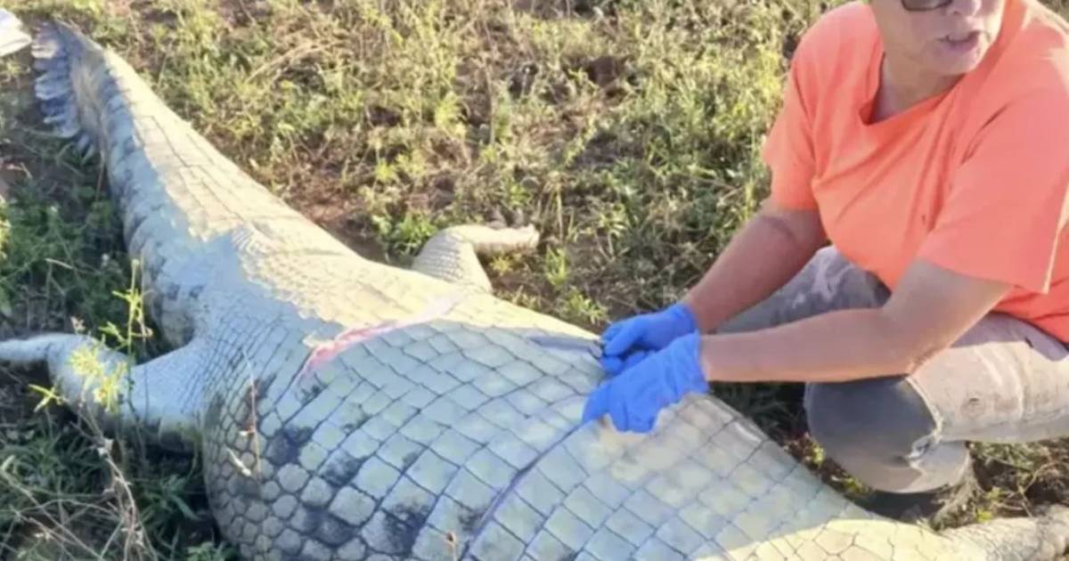 Corpo de empresário português encontrado dentro de crocodilo gigante na África do Sul