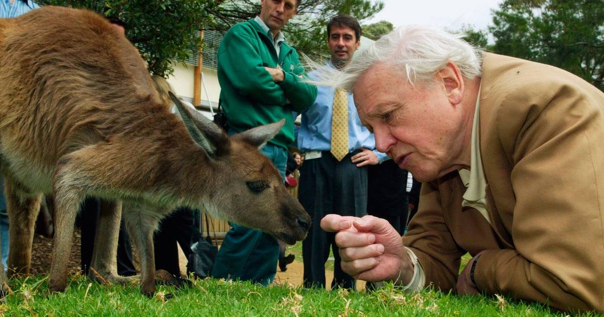 David Attenborough celebra 100 anos, um século de histórias e muita natureza