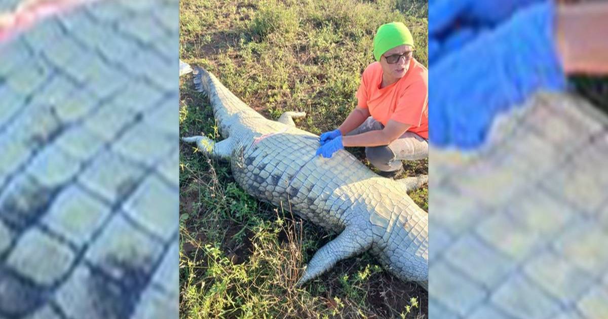 Autoridades não descartam hipótese de homicídio no caso do português encontrado dentro de um crocodilo