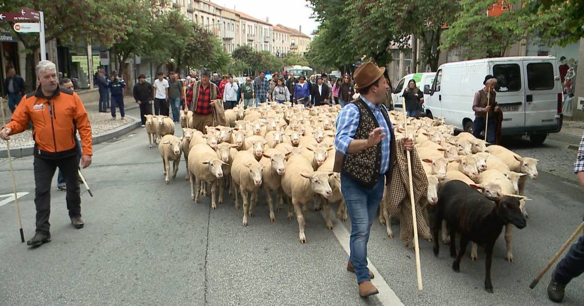 Rota da Transumância arranca com desfile de ovelhas em Castelo Branco