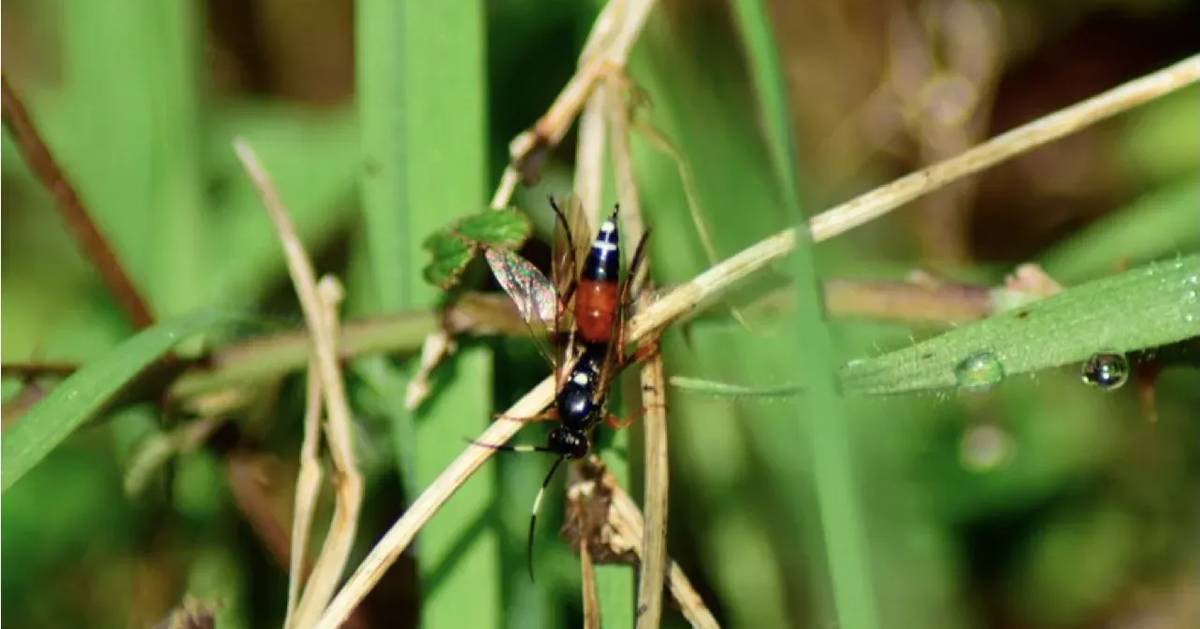 Investigador regista espécie de vespa em Portugal pela primeira vez
