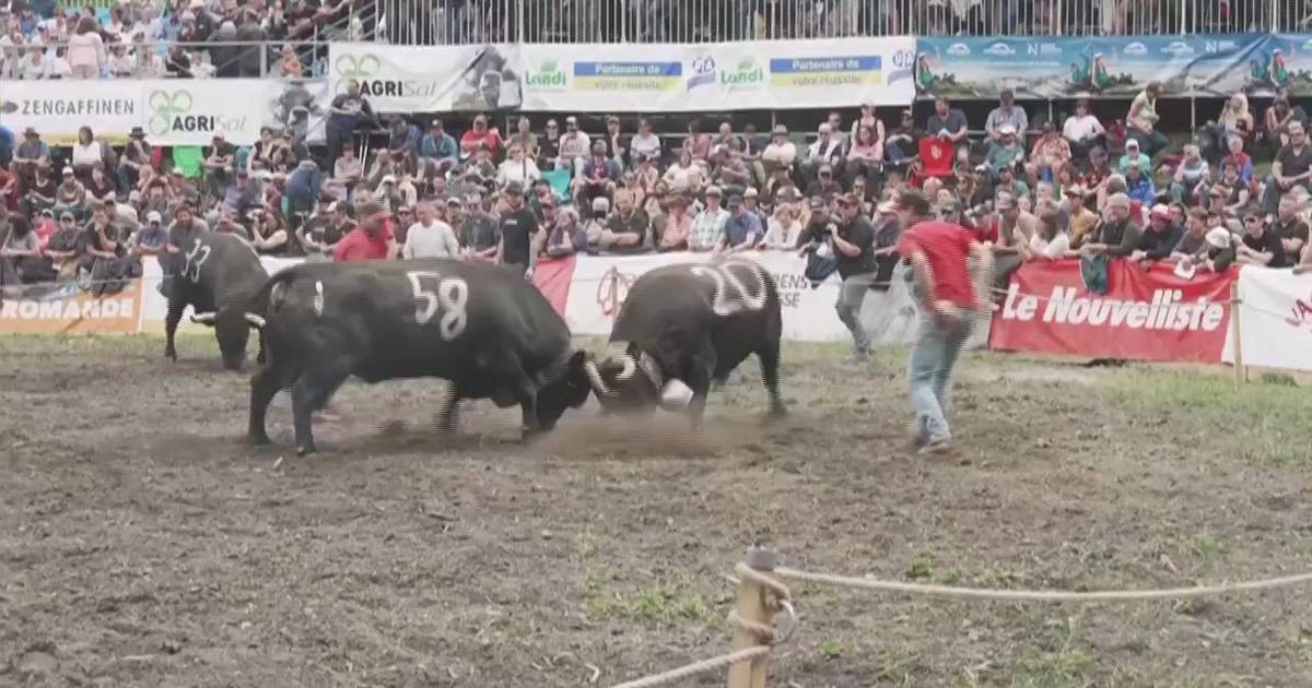 Luta de vacas reúne milhares de pessoas na Suíça: competição existe há mais de 100 anos