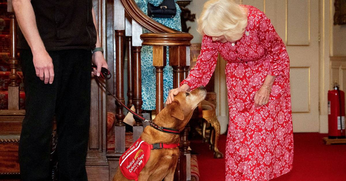 Rainha Camilla recebe cães treinados para detetar cancro através do olfato