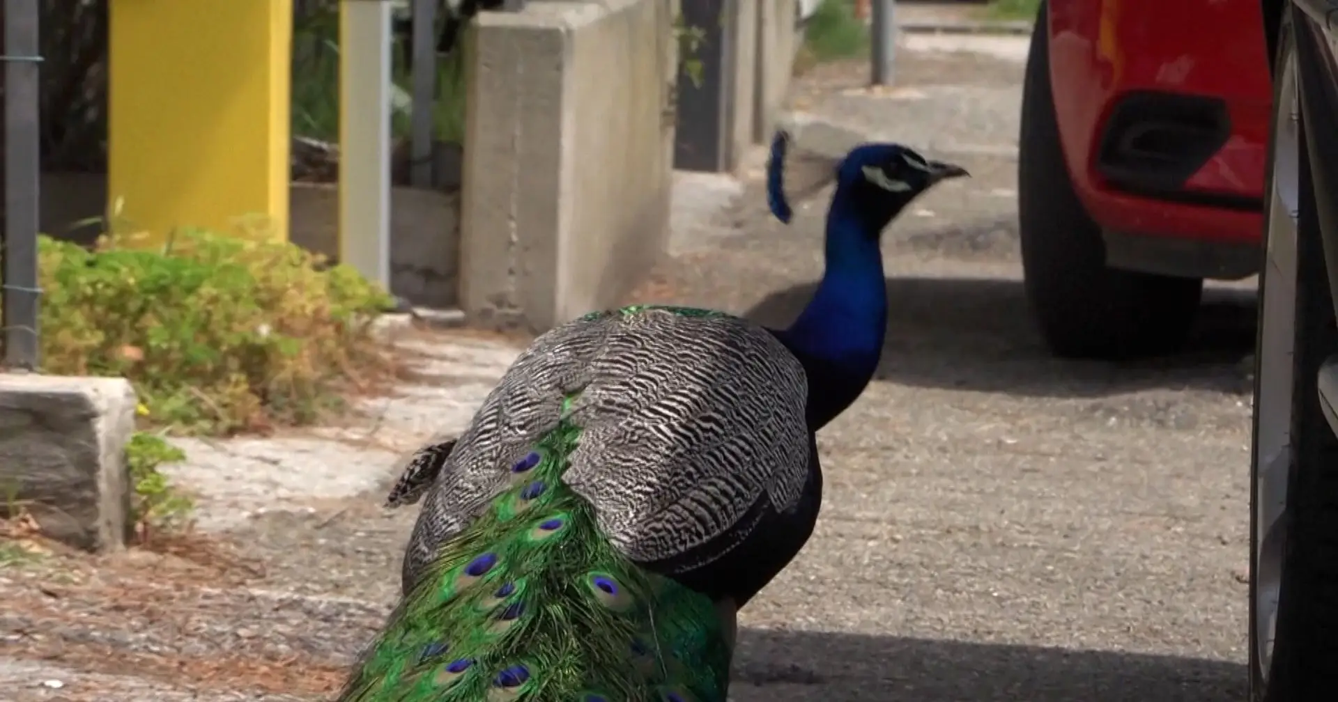 Um pavão em cada esquina: localidade italiana obrigada a lidar com invasão inesperada