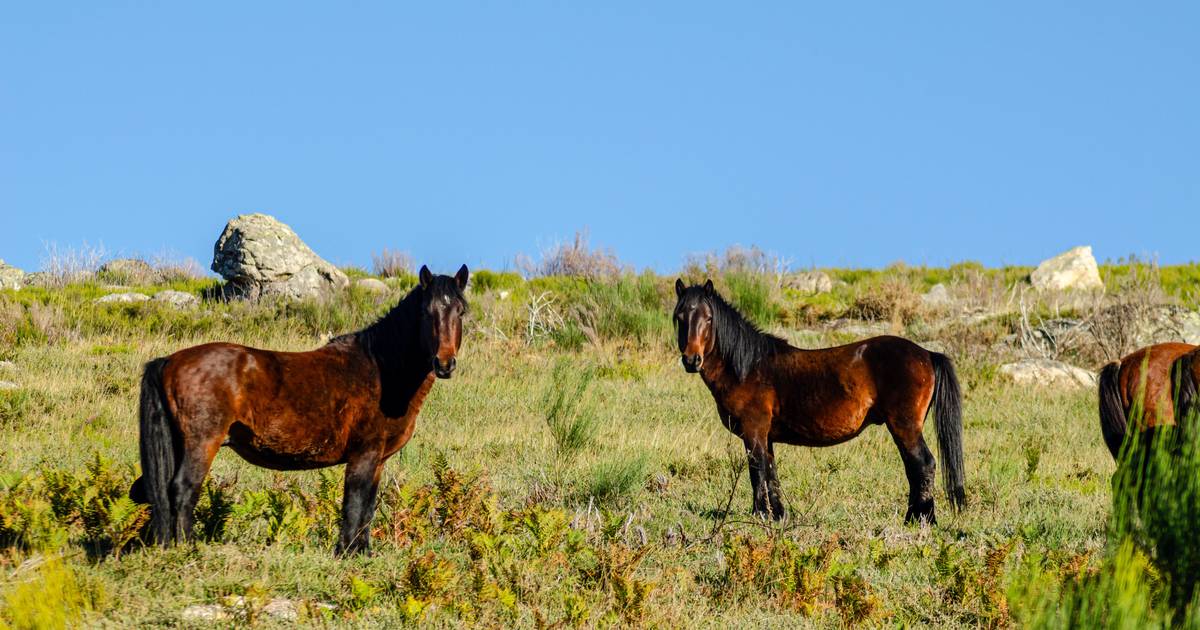 Espécie ameaçada: cavalos garranos representam até 80% da dieta do lobo ibérico