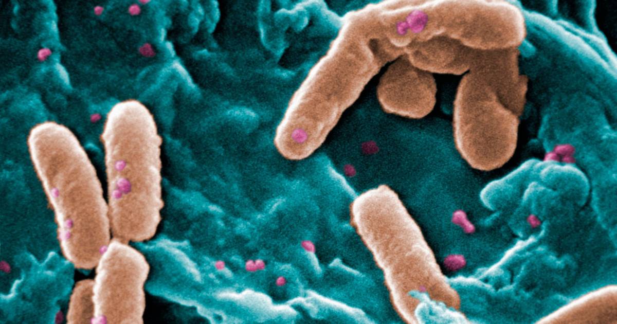 Cientistas descobrem ponto fraco de uma das 15 bactérias mais perigosas para os humanos
