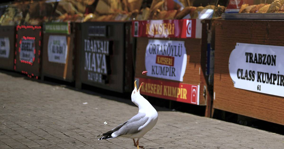 Na Turquia, uma gaivota aprendeu a miar para conseguir comida de gato