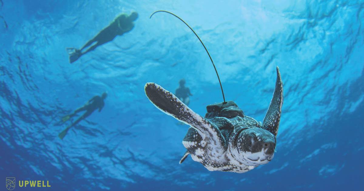 Zoomarine participa em investigação que ajuda a desvendar fase “misteriosa” das tartarugas marinhas