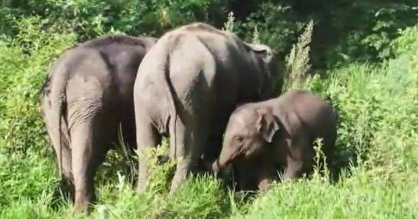 Nascimento raro na China: cria de elefante asiático bate recorde de peso