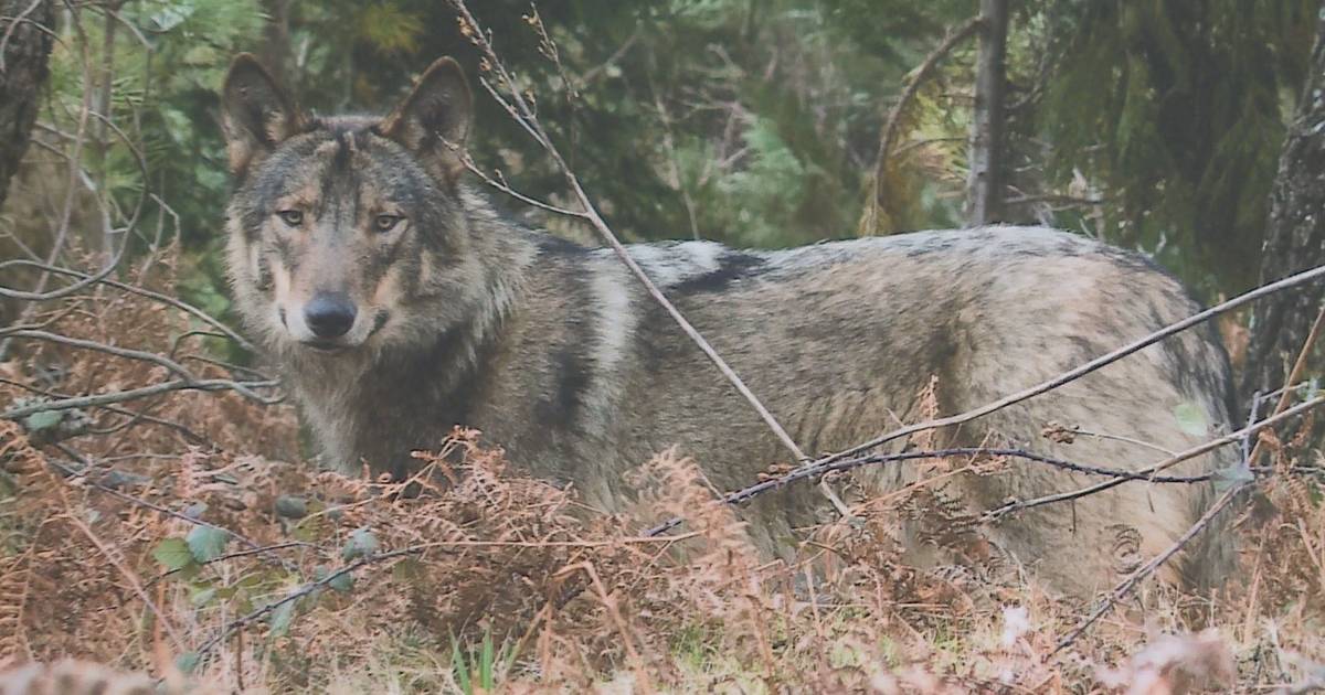 Teatro une-se à ciência para quebrar mitos sobre o lobo ibérico: “É um animal muito incompreendido”