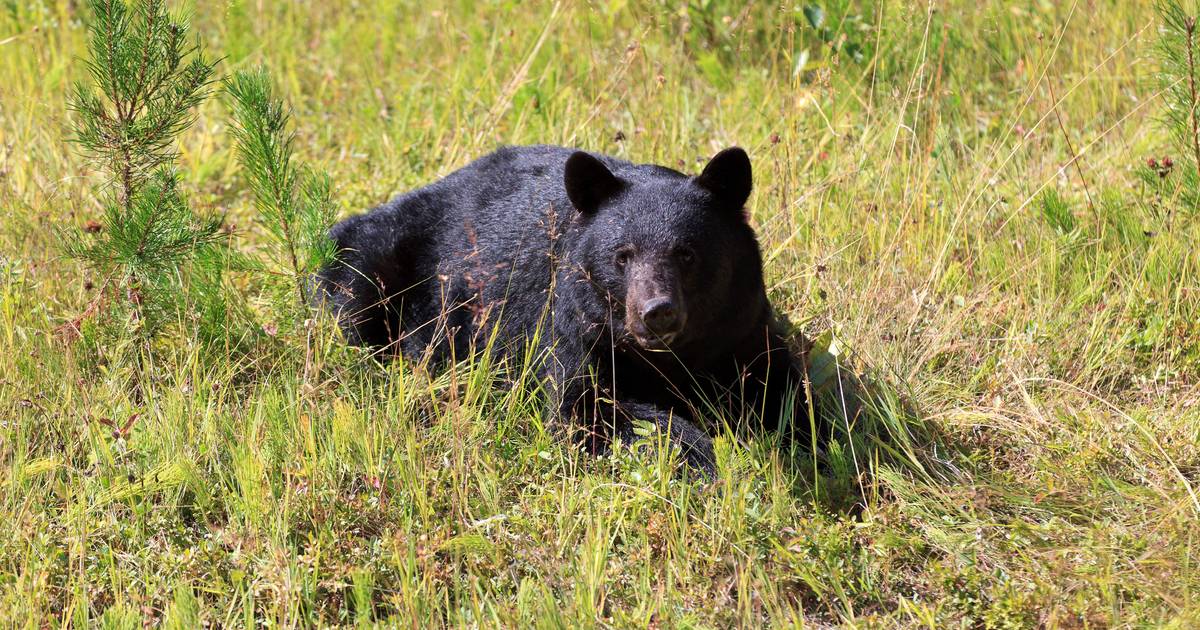 Operação no Sudeste Asiático resgata 27 ursos presos em gaio