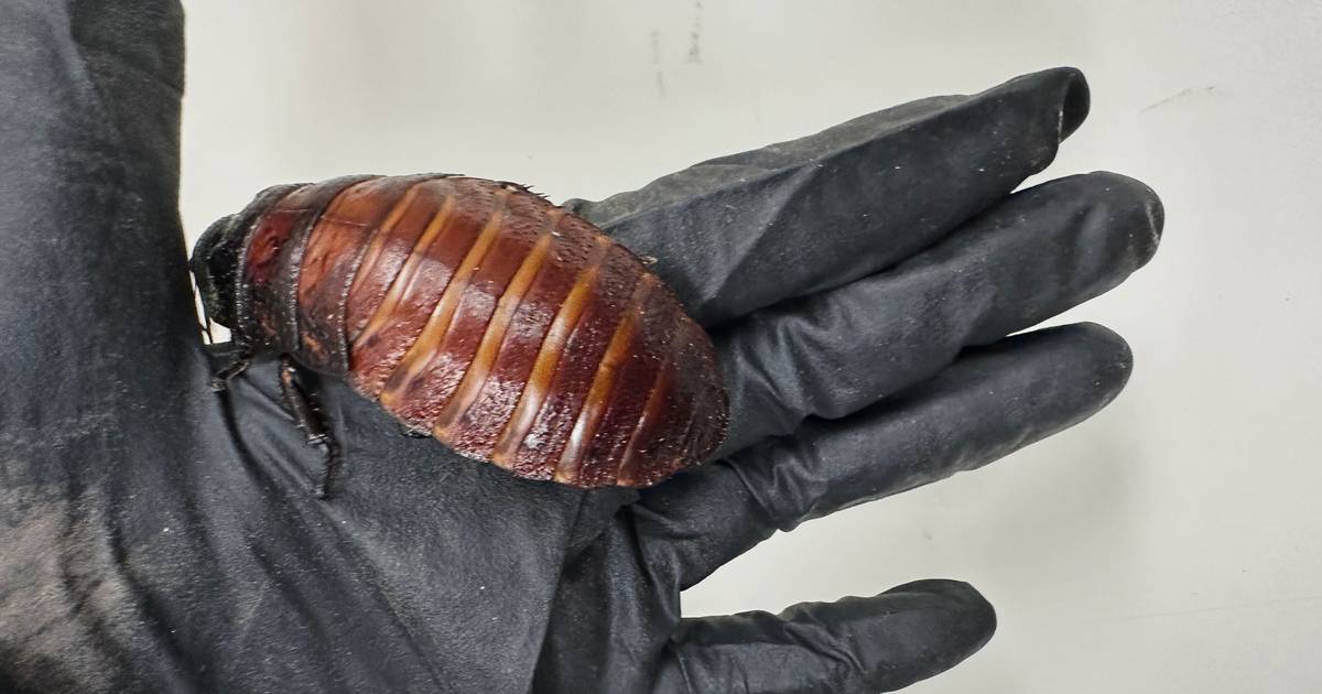 Desmantelada criação ilegal com mais de 100 mil baratas na Austrália