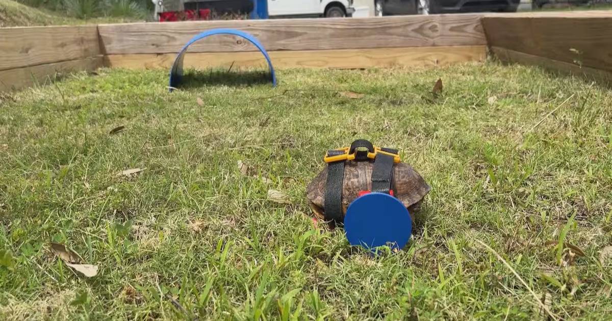 Moses, a tartaruga ferida que ganhou uma cadeira de rodas impressa em 3D
