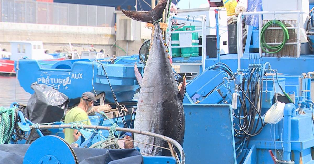Pesca na Madeira: setor debate-se com falta de mão de obra