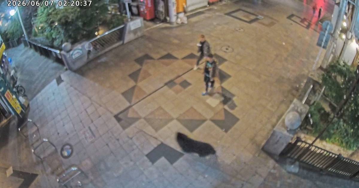 Urso coloca cidade japonesa em alerta