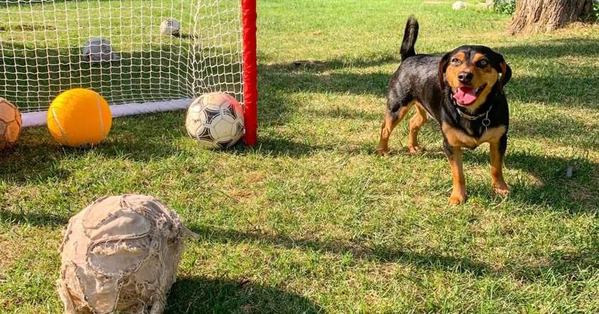 Ronaldo, o cão batizado em homenagem ao jogador português to