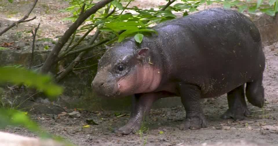 Espécie ameaçada: Zoo de Berlim divulga nome do hipopótamo-p