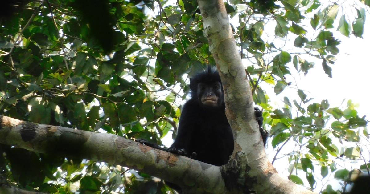 Nova espécie de macaco descoberta no Congo poderá já estar em risco de extinção