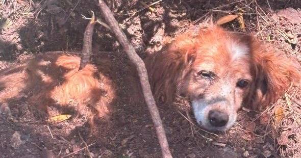 Cão foi deixado enterrado vivo em Mafra: autoridades investigam caso