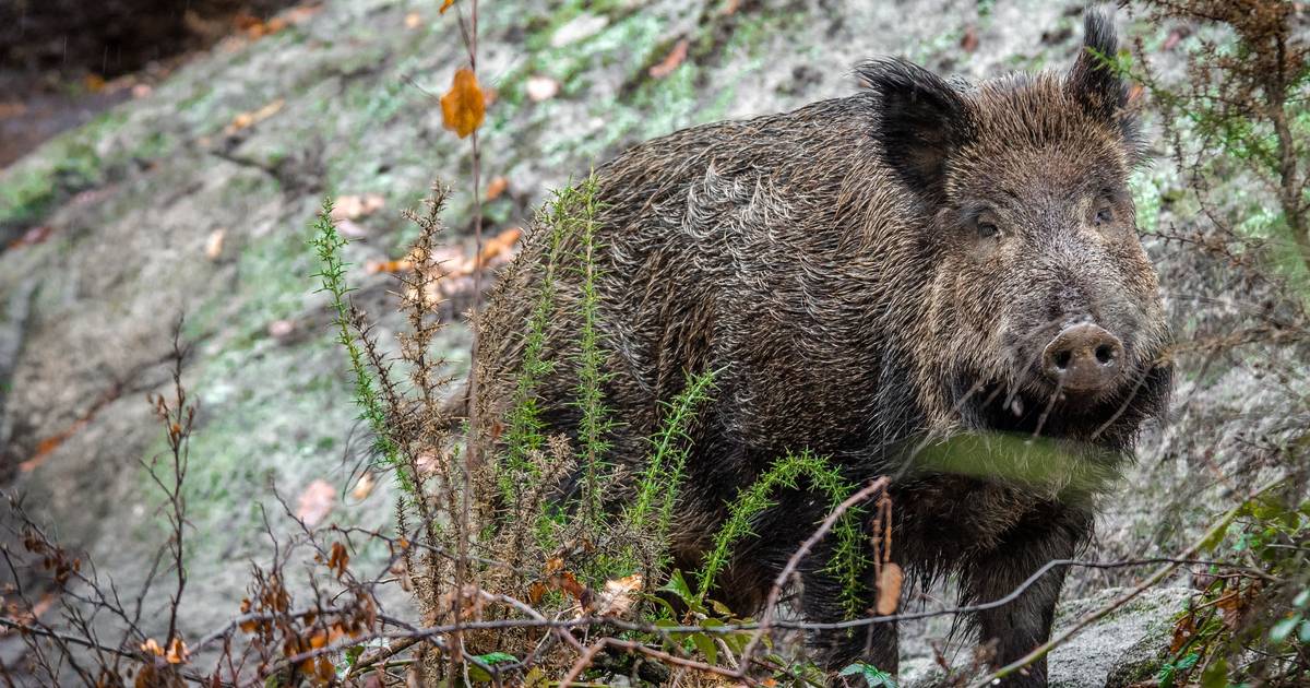 Acidentes com javalis e outros animais selvagens aumentam nas estradas portuguesas