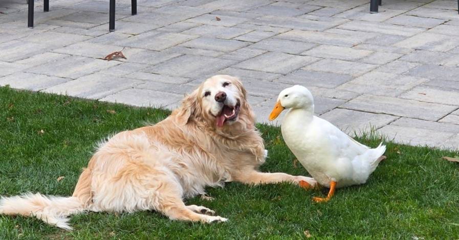 Un'anatra ha cambiato la vita di una cagnolina: Barley "ha ritrovato la personalità"