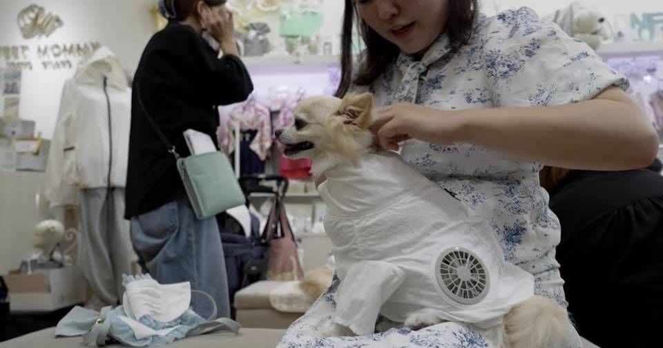 Le giacche con ventole aiutano cani e gatti ad affrontare le temperature elevate in Giappone