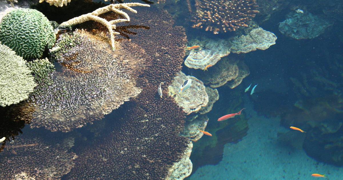 Le specie marine invasive aumentano del 75% in Portogallo in soli 10 anni