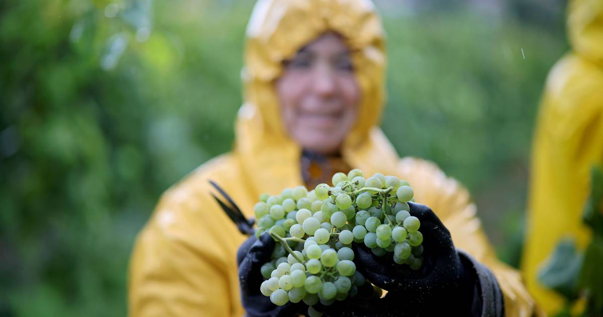 Melgaço: à chuva também se faz a vindima, com direito a lanche, vinho e convívio