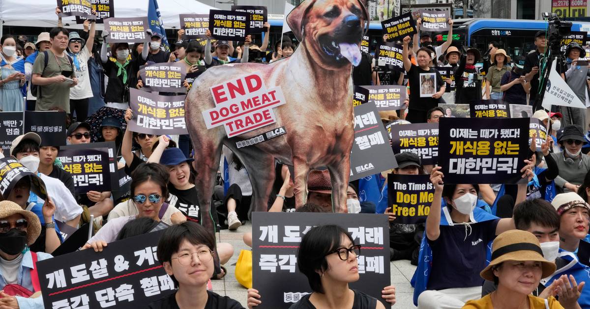Tradizione estiva in Corea del Sud: la zuppa di carne di cane sarà vietata