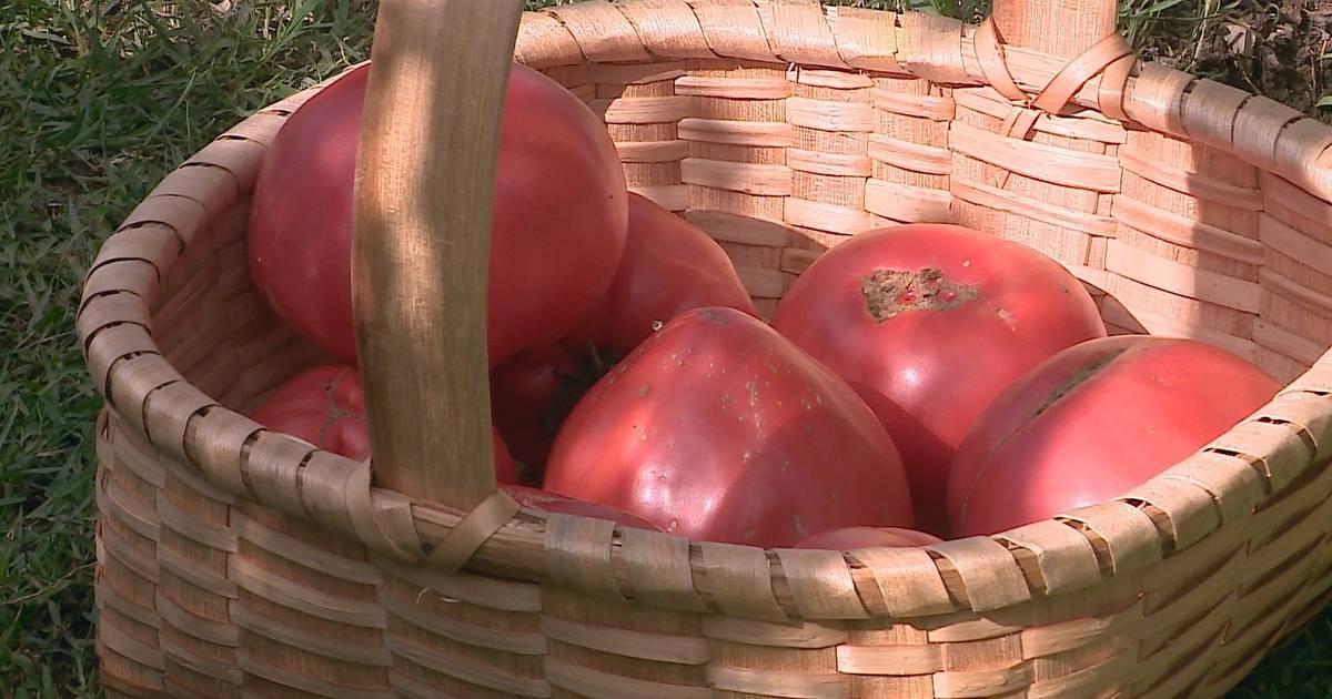 Pomodoro cuore di bue, il frutto che dà sapore ai menu dei ristoranti nel Douro