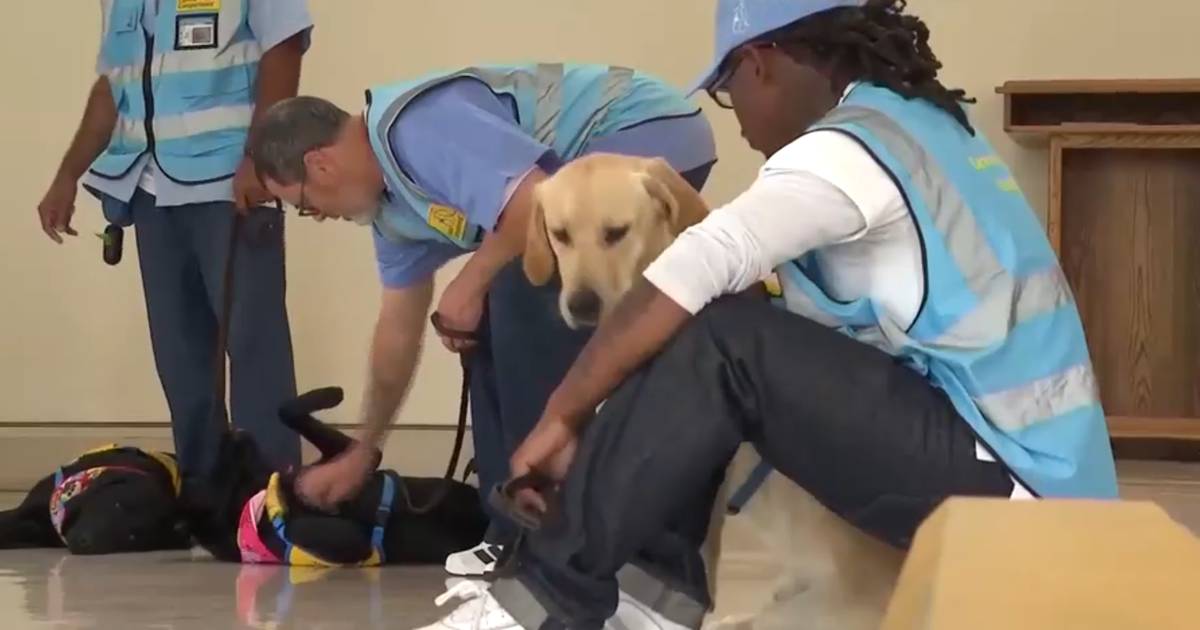 I detenuti addestrano cani di assistenza in una prigione della California