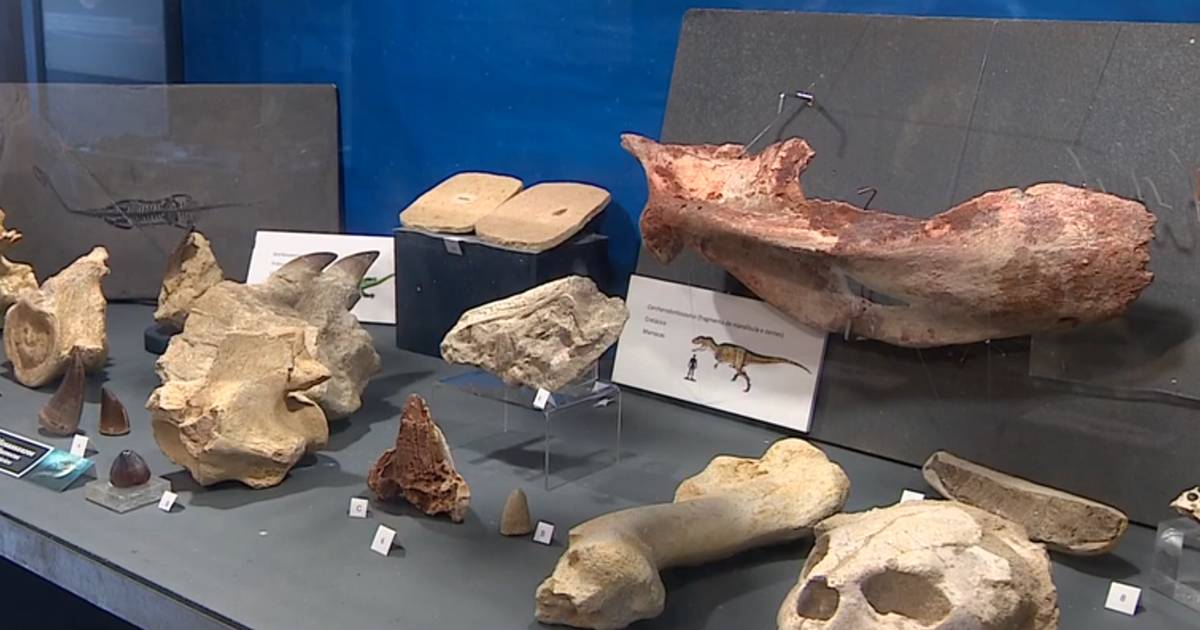 Novos fósseis de dinossauros descobertos em Sesimbra e Torres Vedras