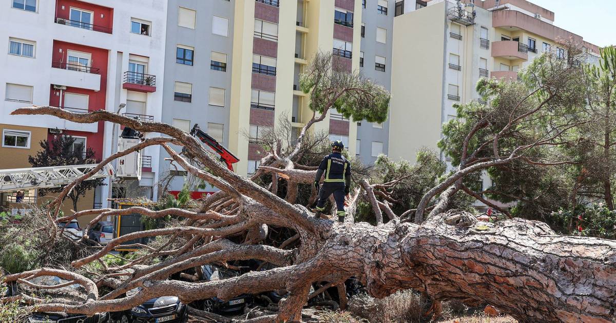 Pino centenario cade a Setúbal e danneggia nove automobili