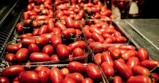 Producteurs de tomates San Marzano obligés de récolte à l'aube en raison de la chaleur extrême