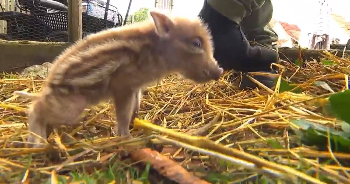 "È un piccolo miracolo": cucciolo di cinghiale salvato in autostrada trova una nuova famiglia