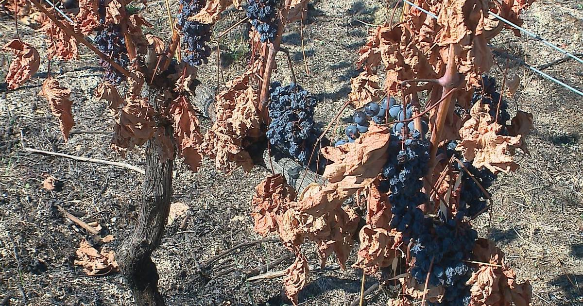 Vendemmie nel Trás-os-Montes: a Valpaços, alcuni hanno perso il 90% della produzione a causa dell'incendio